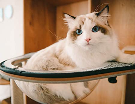 Amazon.com : CatKick Future of Cat's Playground & Innovative Cat .