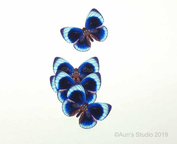 Realistic paper butterflies Sapphire blue butterfly cutouts | Et