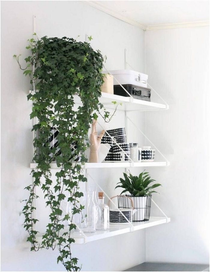 11 Best Indoor Vines And Climbers You Can Grow Easily In Your Home .