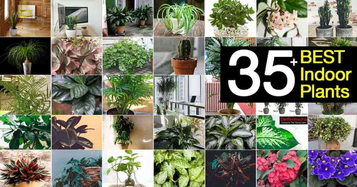 35+ Of The Best Indoor Plants For Your Home! | PlantCareTod