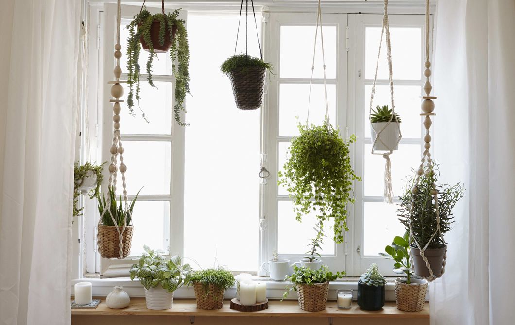 Choose a table for multiple functions | Large indoor plants .