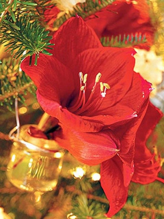40 Christmas Decoration Ideas In All Shades Of Red | Christmas .