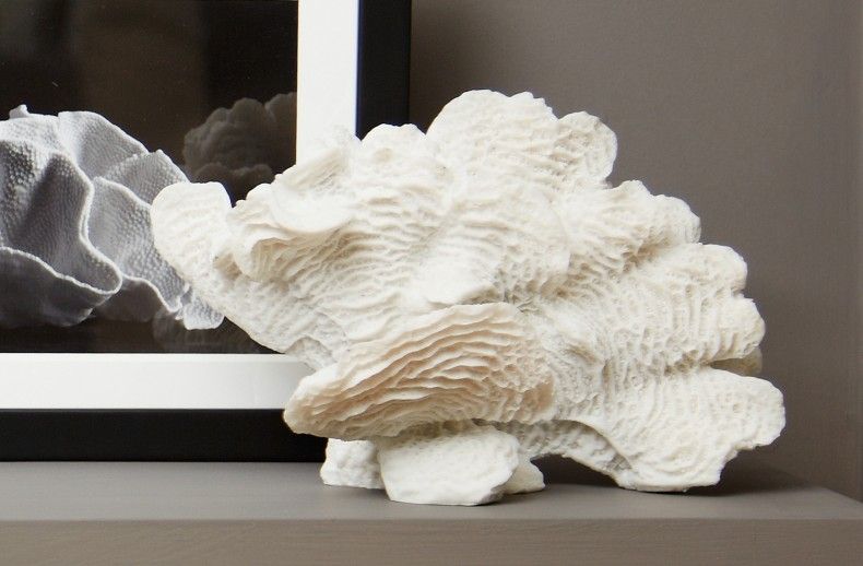This new fan design coral has real depth and form. Its elegant .