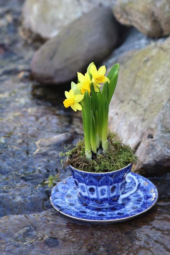 32 Cool Daffodils Décor Ideas To Welcome Spring | Teacup gardens .