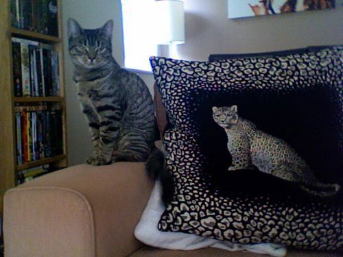 More Than 50 Cool Ideas for Cat Themed Room Design | Room themes .