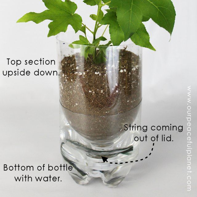 15 DIY Self-Watering Planters That You Can Craft Tod
