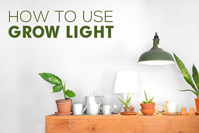 How to Use Grow Light for Your Indoor Succulents | How-to Tips .