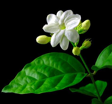 Jasmine Sambac, bright green leaves with delicate and velvety .