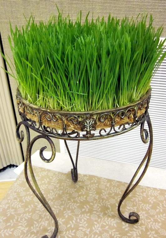 29 Fresh Wheatgrass Home Décor Ideas To Try In Spring - DigsDi