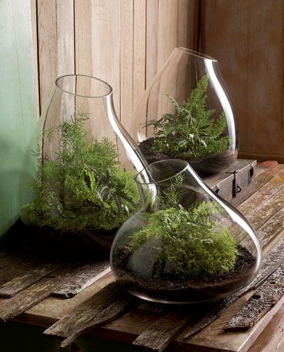 Modern Glass Terrarium Indoor Garden Planter | Succulents in glass .