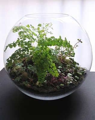 Grow Little is based in Paris. The terrariums are made in hand .