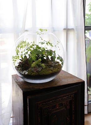 Grow Little is based in Paris. The terrariums are made in hand .