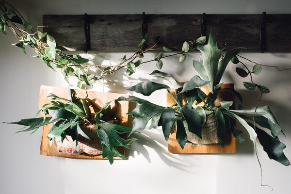 Staghorn Fern Care: How To Water, Grow and Care for Staghorn Ferns .