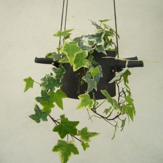 Hanging Flower Pots With Horns From Which They Hangs | Hanging .