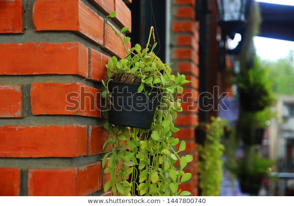 Plant Pots Hanging On Brick Wall Stock Photo (Edit Now) 14478007