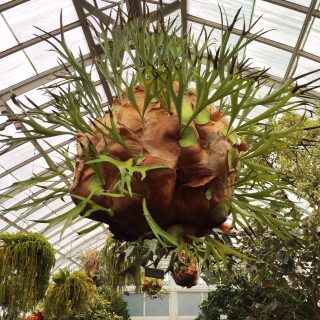 How To Mount Staghorn Ferns for a Stunning Display - Plant Ta