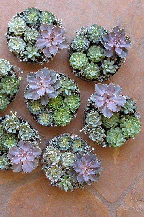 How To Display Succulents: 30 Cute Examples | Succulents .