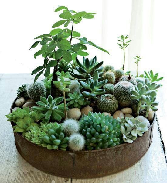 How To Display Succulents: 30 Cute Examples - DigsDigs | Plants .
