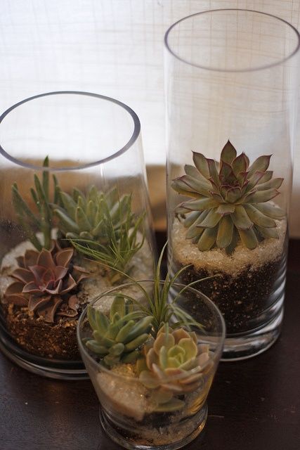 How To Display Succulents Cute Examples