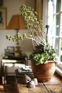 How To Display Succulents: 30 Cute Examples | DigsDigs | Plants .