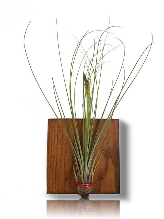 Wall Planter Indoor With Air Plant, Vertical Garden, Live House .