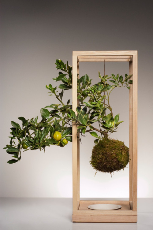 Sculptural Plant Bondage To Bring Nature Inside