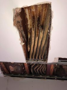 8-foot-long beehive discovered in living room ceiling [Vide