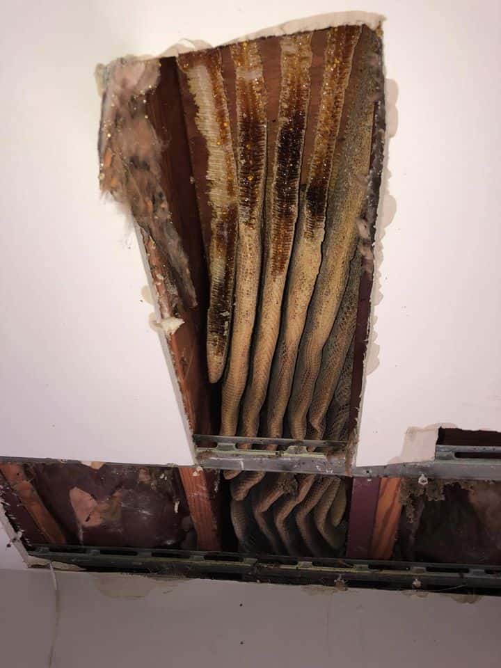 8 foot long beehive discovered in Virginia apartment ceiling | WA