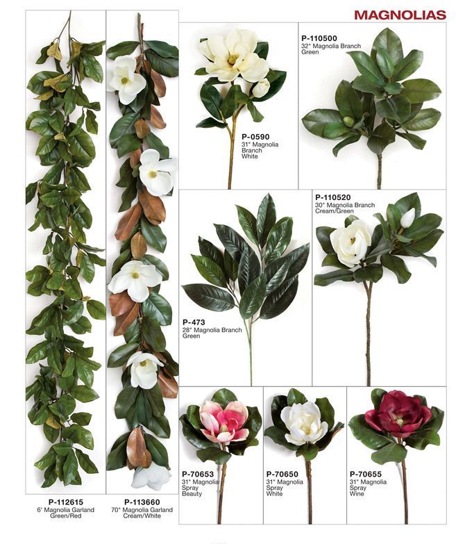Magnolias for Holiday Decorating | afp20-x13-109 (With images .