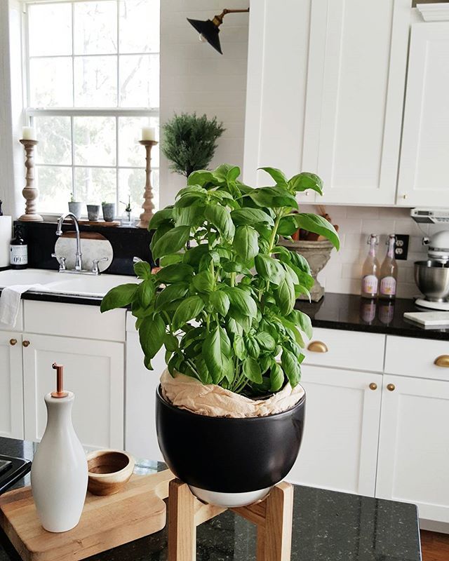 Fresh herbs in my white farmhouse kitchen add the perfect touch of .